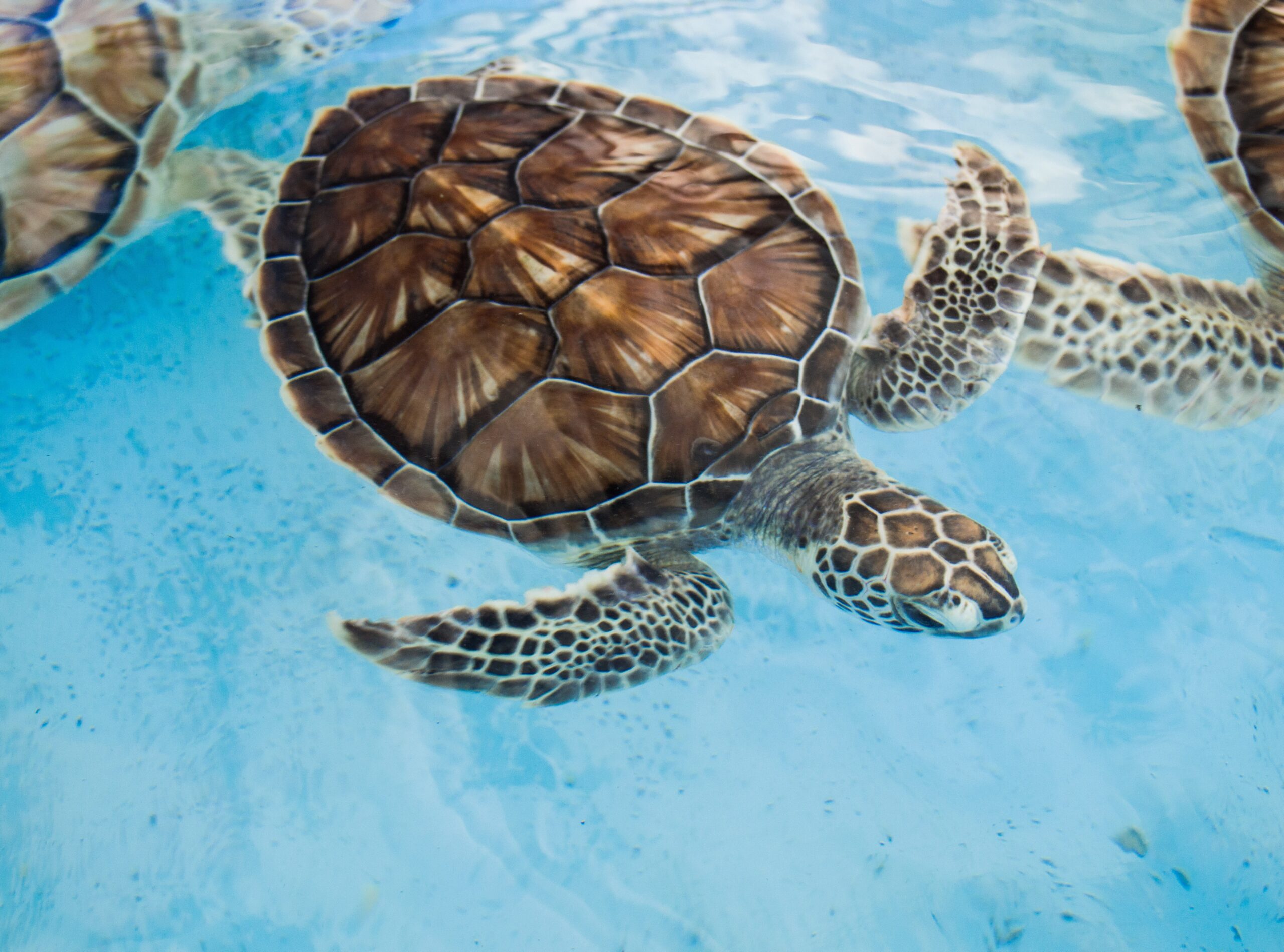 Top 10 des projets de conservation à découvrir pendant vos vacances